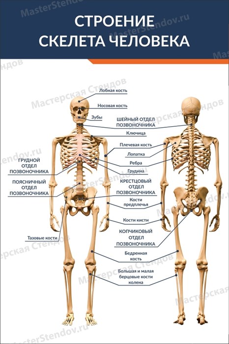 Стенд «Строение скелета человека», 60х90 см ms.12632 - фото 797861