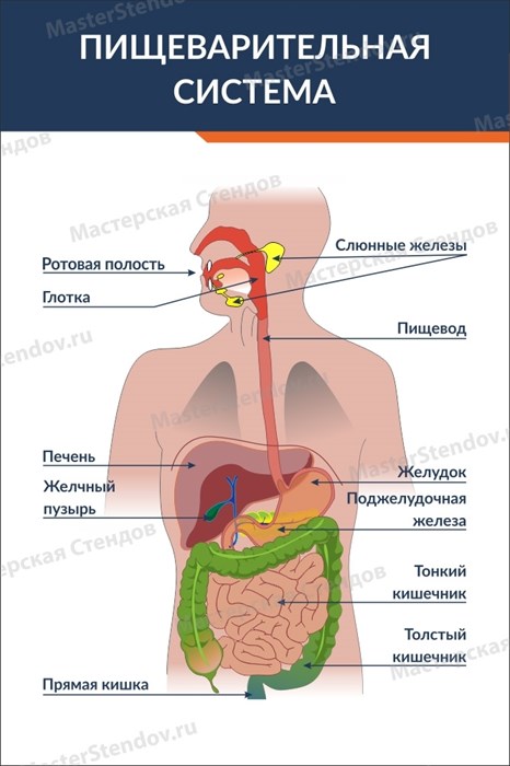 Стенд «Пищеварительная система человека», 60х90 см ms.12634 - фото 797865