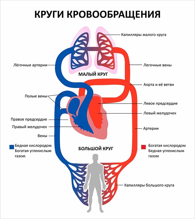 Стенд «Круги кровообращения», 80х90 см ms.17655 - фото 799230