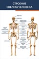 Стенд «Строение скелета человека», 60х90 см ms.12632