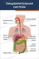 Стенд «Пищеварительная система человека», 60х90 см ms.12634 - фото 797865